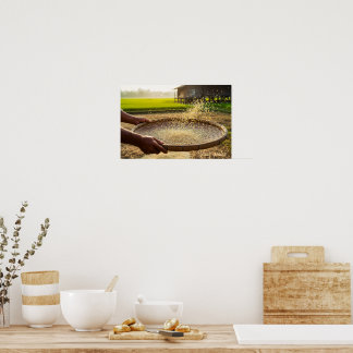 Harvest Grain, Rice Field Poster