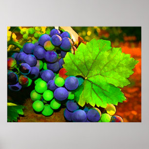Harvest Grapes Poster