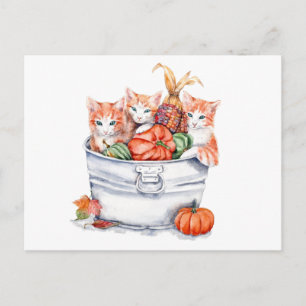 Harvest Kittens Postcard