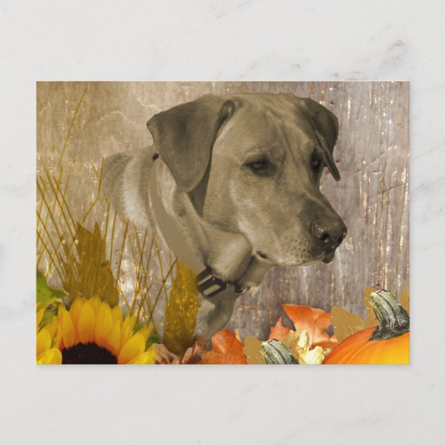 Harvest Labrador Retriever Postcard (Front)