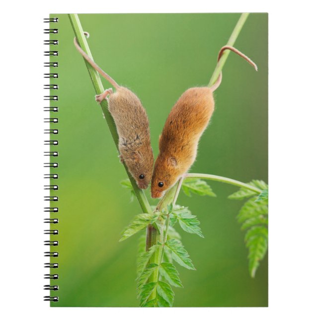 Harvest Mice Notebook (Front)
