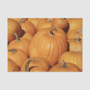 Harvest of Pumpkins Photo Tissue Paper