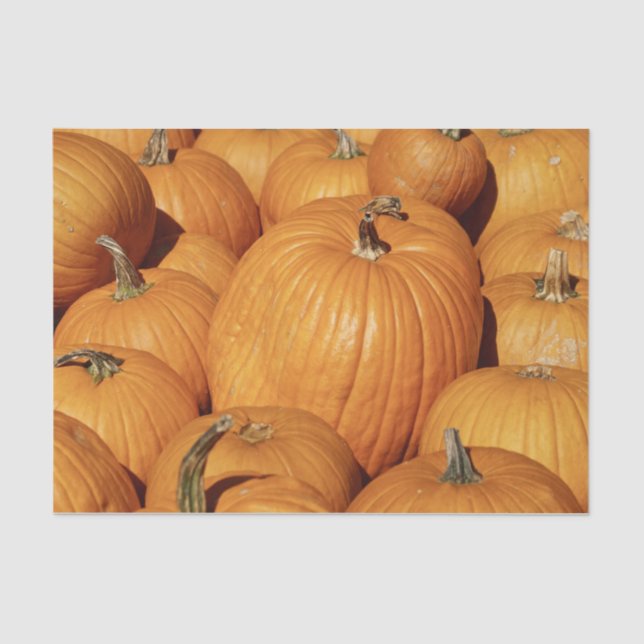 Harvest of Pumpkins Photo Tissue Paper (Front)