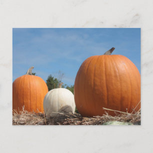 HARVEST TIME!!!! POSTCARD