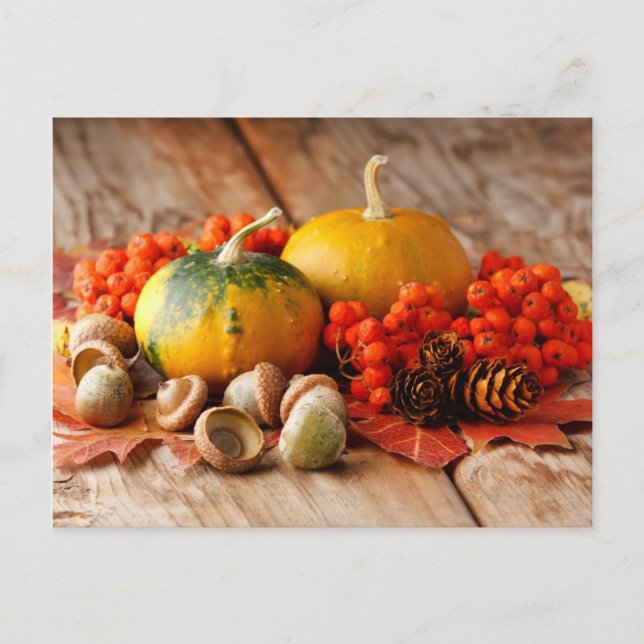 Harvested pumpkins with fall leaves postcard (Front)