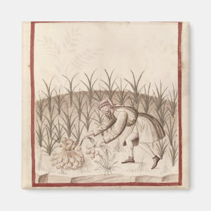 Harvesting Garlic Magnet