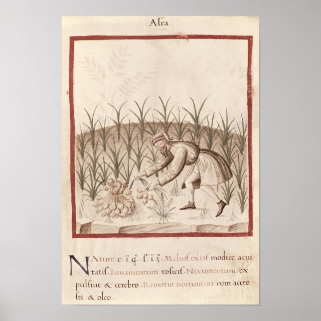 Harvesting Garlic Poster (Front)