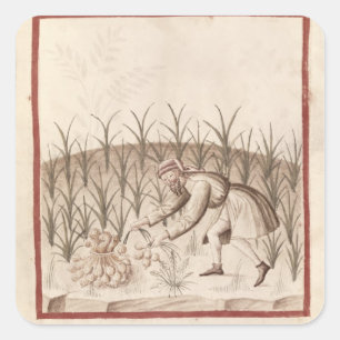 Harvesting Garlic Square Sticker