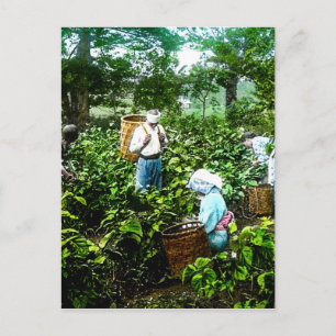 Harvesting Green Tea Leaves Old Japan Farmers Postcard