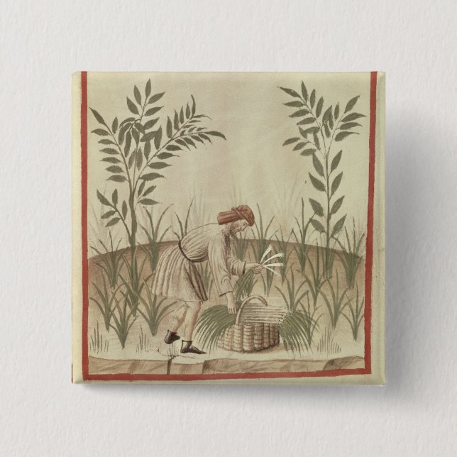 Harvesting Leeks, from 'Tacuinum Sanitatis' 15 Cm Square Badge (Front)