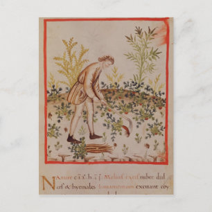 Harvesting Parsnips from 'Tacuinum Sanitatis' Postcard