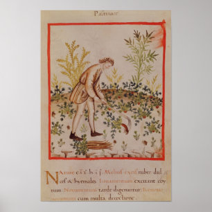 Harvesting Parsnips from 'Tacuinum Sanitatis' Poster
