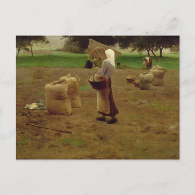Harvesting Potatoes Postcard (Front)