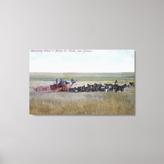 Harvesting Wheat Scene Canvas Print (Front)