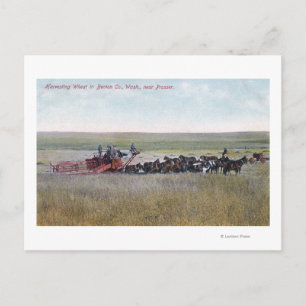 Harvesting Wheat Scene Postcard