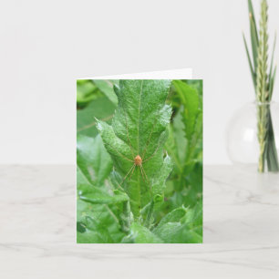 Harvestman Daddy Longlegs Note Card