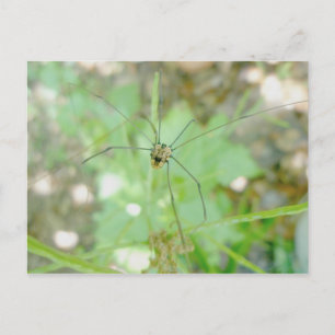 Harvestman Daddy Longlegs (Opiliones) Postcard