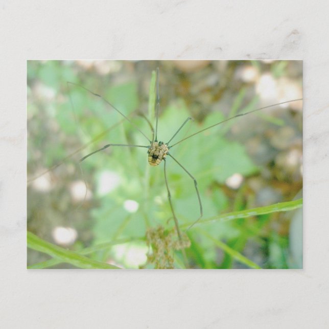 Harvestman Daddy Longlegs (Opiliones) Postcard (Front)