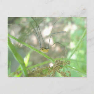 Harvestman Daddy Longlegs (Opiliones) Postcard
