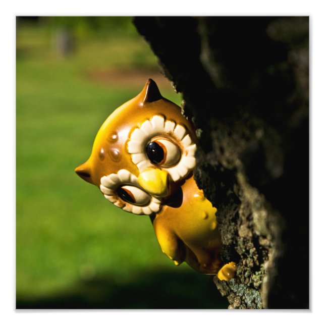 Harvey the Owl II Photo Print (Front)