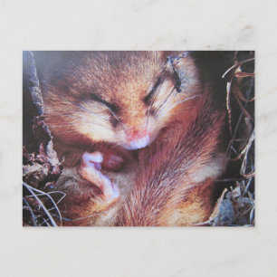 Haselmaus- Postkarte Postcard