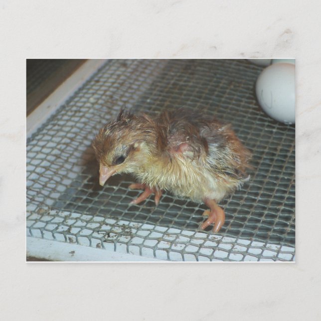 Hatchling Chick Postcard (Front)
