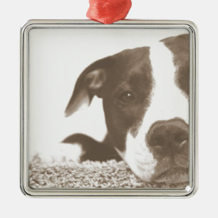 hate the deed not the breed friendly pitbull sepia metal tree decoration