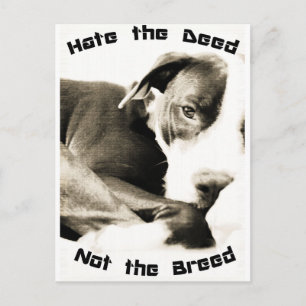 hate the deed not the breed pitbull postcard