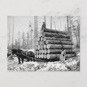 Hauling a Load of Logs, 1908 Postcard