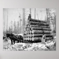 Hauling a Load of Logs, 1908. Vintage Photo