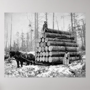 Hauling a Load of Logs, 1908. Vintage Photo Poster