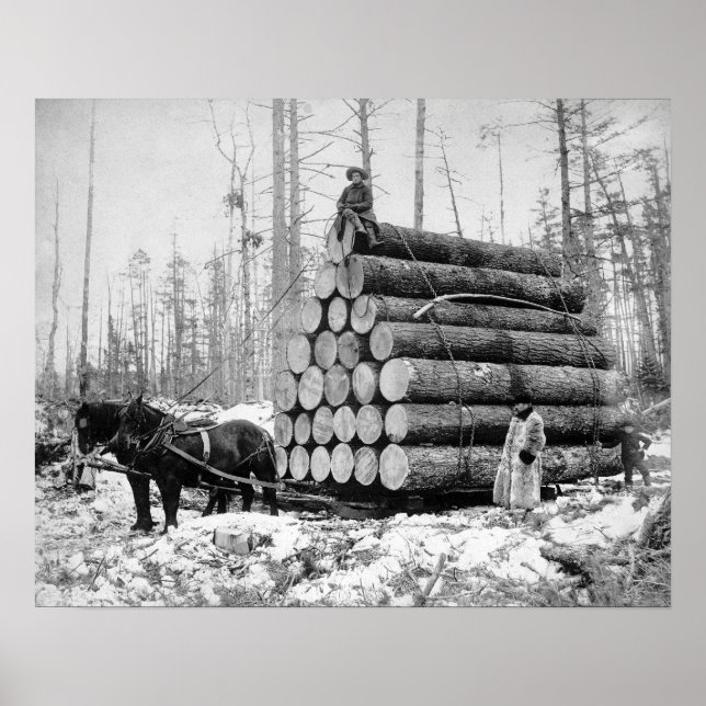 Hauling a Load of Logs, 1908. Vintage Photo Poster (Front)