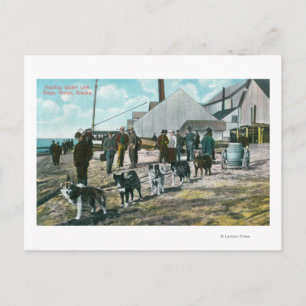 Hauling Water with DogsNome, AK Postcard