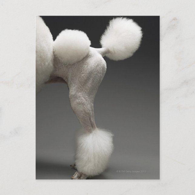 Haunches of Poodle, on grey background Postcard (Front)