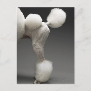 Haunches of Poodle, on grey background Postcard