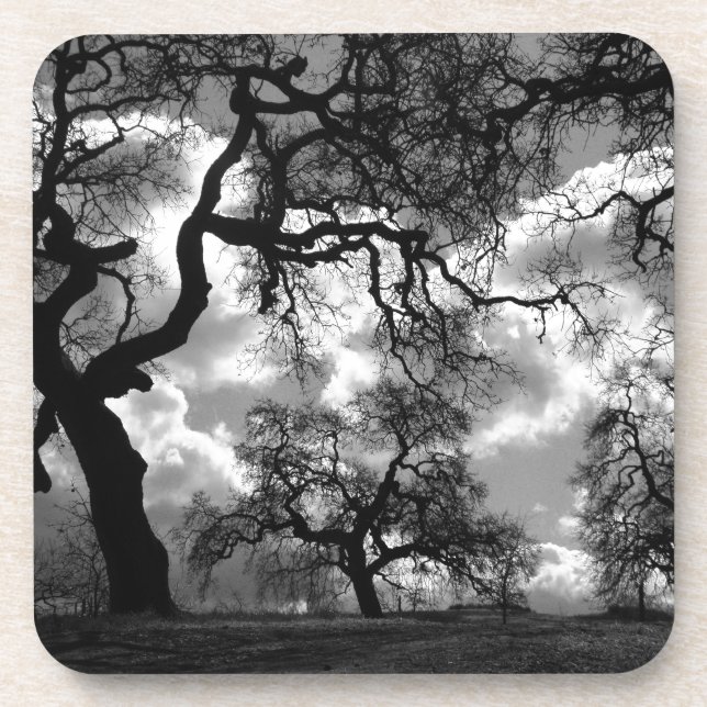 Haunting Photograph Black and White Trees Coaster (Front)