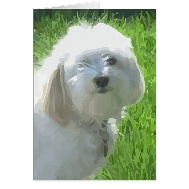 Havanese (Front)