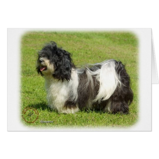 Havanese 8W098D-14 Card