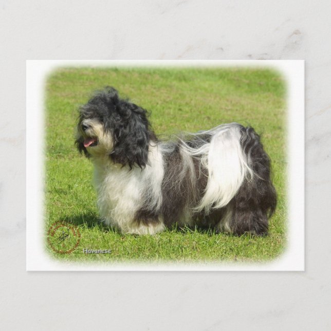 Havanese 8W098D-14 Postcard (Front)