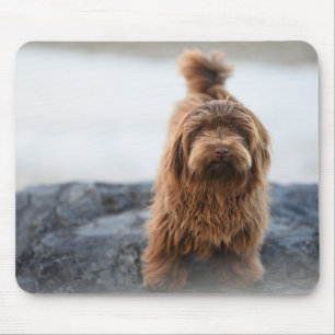 Havanese dog, Animal, Canine Mouse Mat