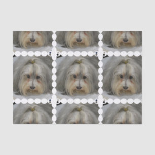 Havanese Dog Breed Tissue Paper