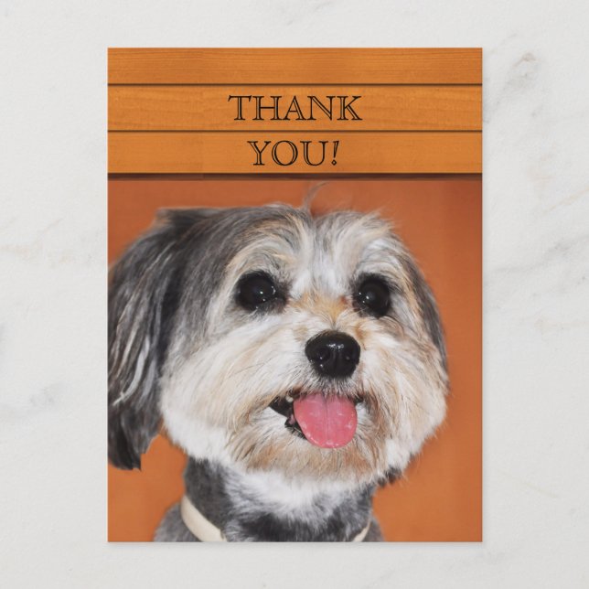 Havanese Dog Portrait Postcard (Front)