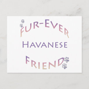Havanese Furever Postcard