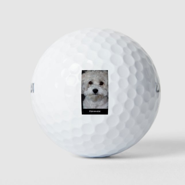 Havanese Golf Balls (Front)