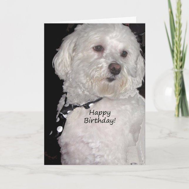 Havanese Happy Birthday Card (Front)