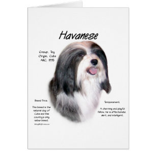 Havanese History Design