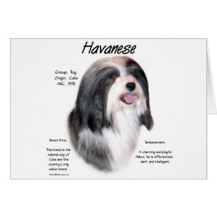 Havanese History Design