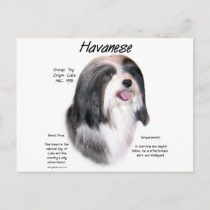 Havanese History Design Postcard