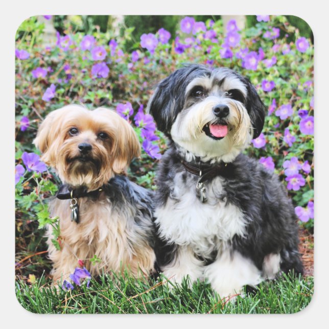 Havanese - Lola & Yorkie - Molly Square Sticker (Front)