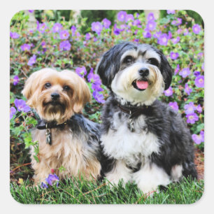 Havanese - Lola & Yorkie - Molly Square Sticker